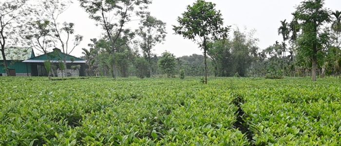 Handmade Assam Tea at Maayah Tea