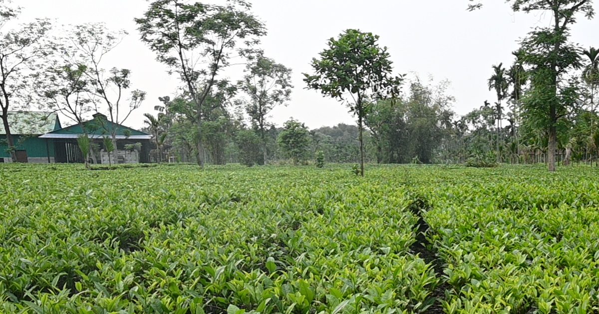 Handmade Assam Tea at Maayah Tea